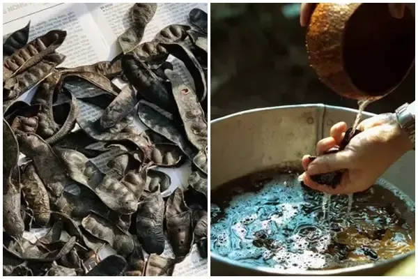 Chuẩn bị bồ kết: nướng hoặc luộc?